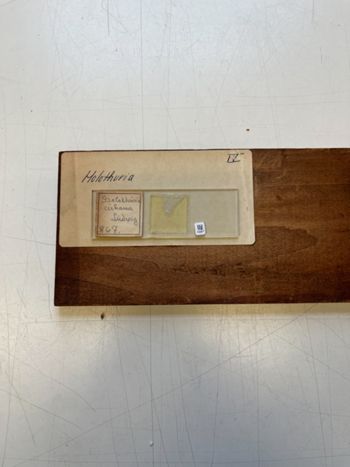 Media type: image;   Invertebrate Zoology HOL-867 Description: Photograph of microscope slide and handwritten label.;  Aspect: slide